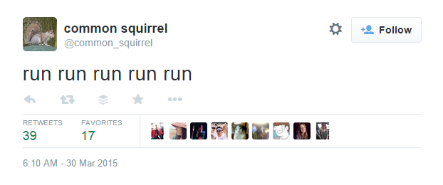 common squirrel on Twitter run run run run run