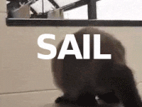 sailcat